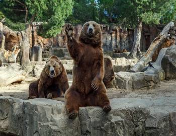 Bears at Big Bear Alpine Zoo