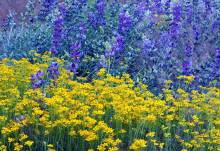 Spring in Big Bear